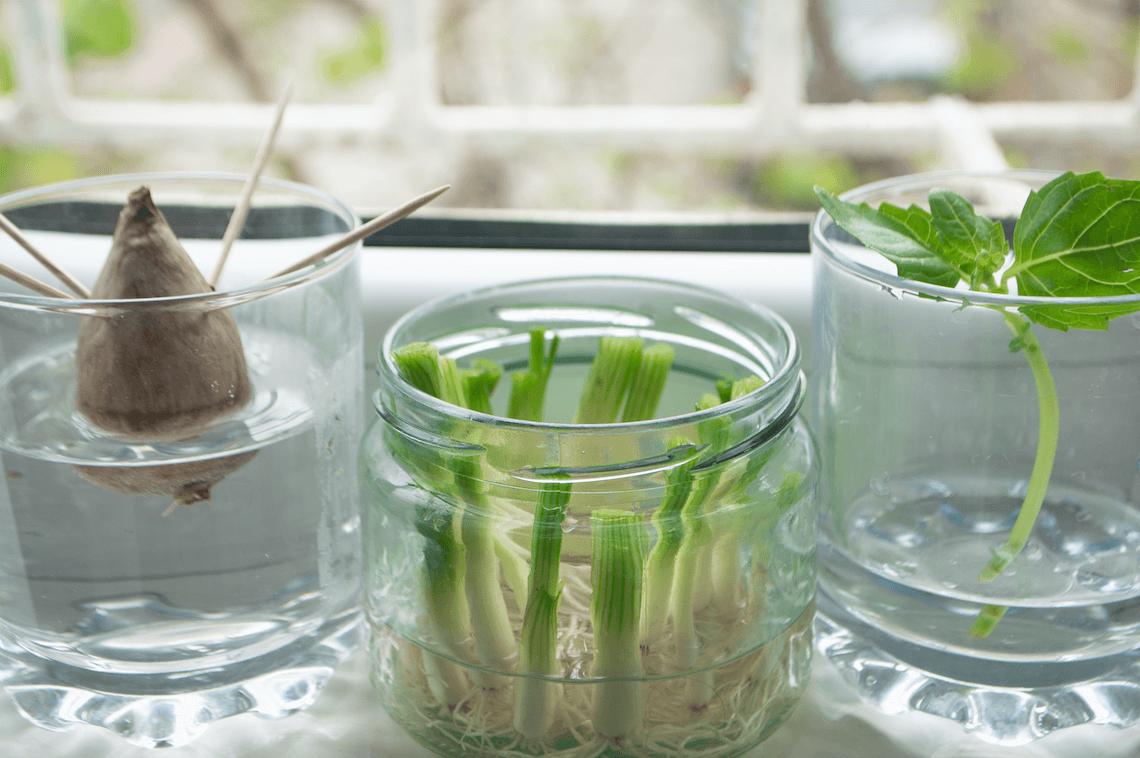 Regrowing auf der Fensterbank, Pflanzen ziehen, Lauchzwiebeln ziehen, Homegrowing