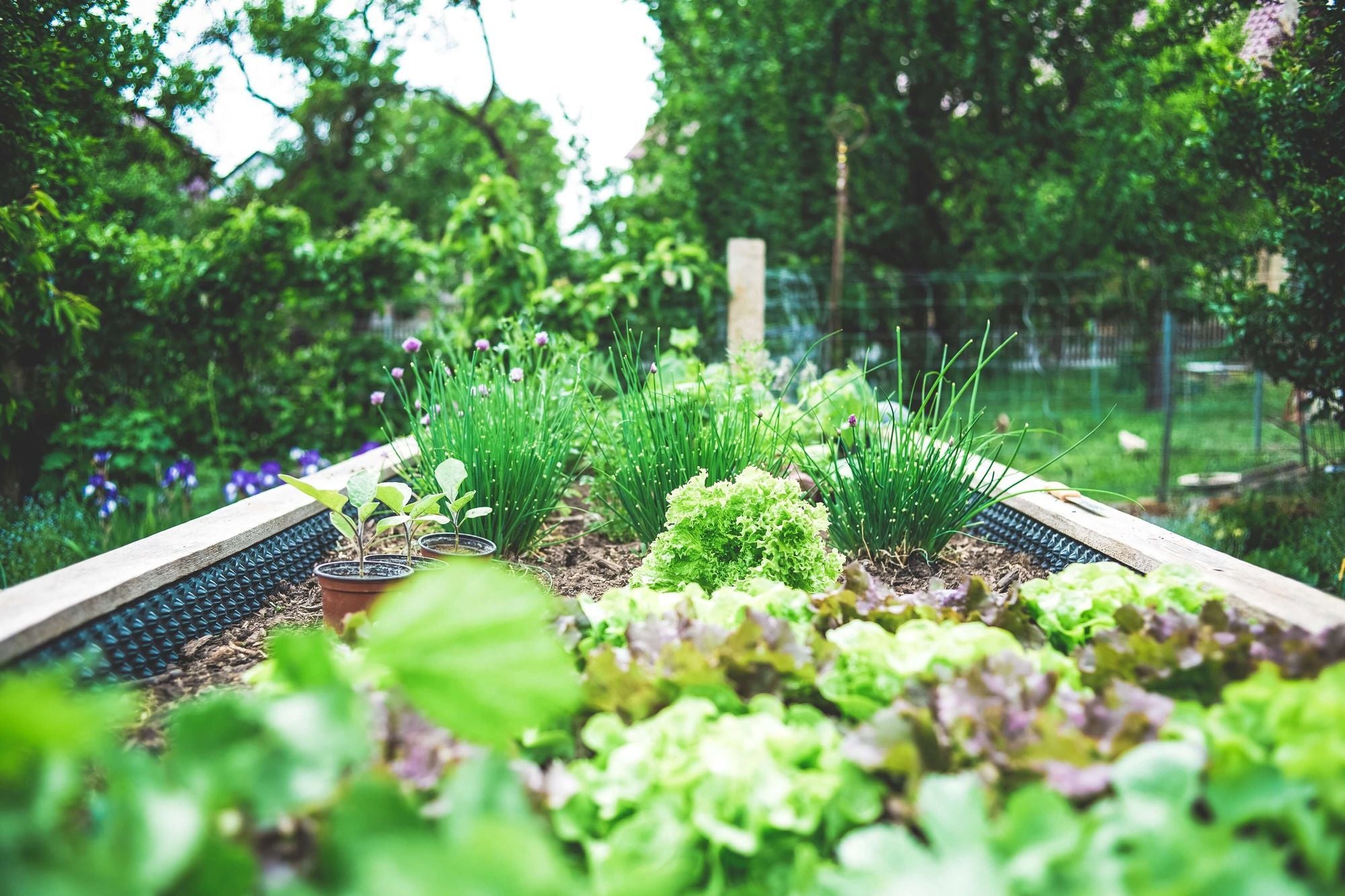 Anbauplan für Gemüse – Platz effektiv nutzen und den Überblick behalten